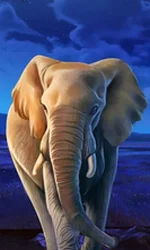 African Elephant
